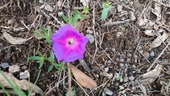 Ipomoea decasperma