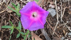 Ipomoea decasperma