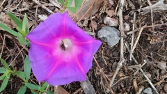Ipomoea decasperma