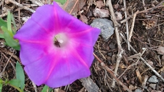 Ipomoea decasperma