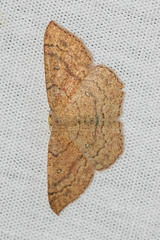Cyclophora dataria