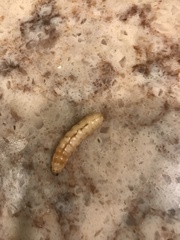 Eichlinia cucurbitae