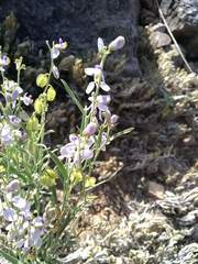 Hebecarpa barbeyana