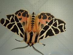 Apantesis nevadensis