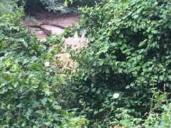 Ipomoea alba