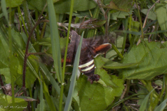 Amphion floridensis