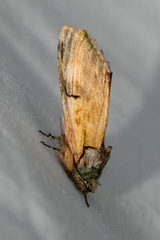Ianassa pallida