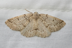 Sabulodes packardata