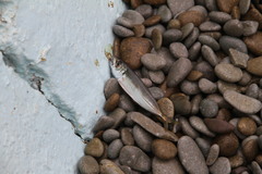 Trachurus mediterraneus