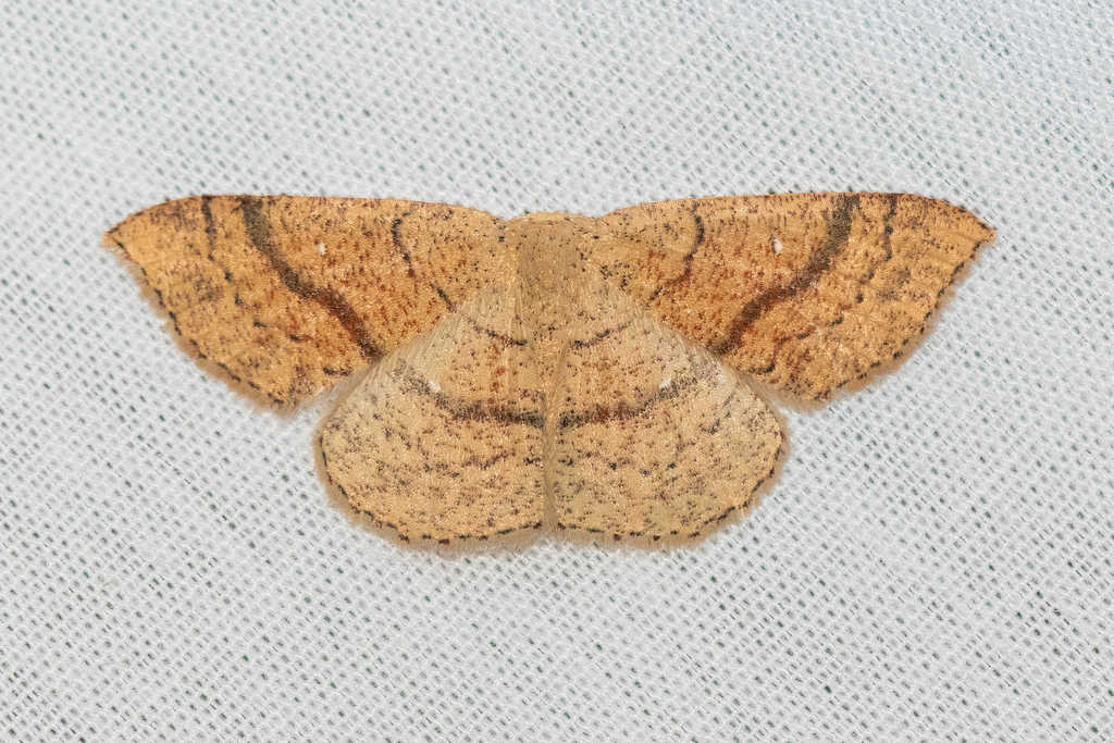 Hollow-spotted Geometer