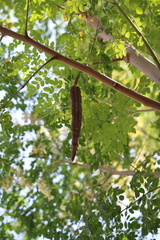 Moringa oleifera image
