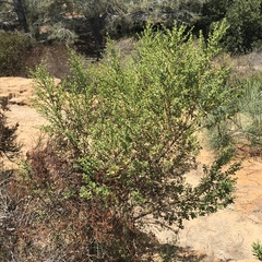 Baccharis pilularis consanguinea