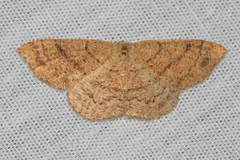 Cyclophora dataria
