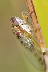 Diceroprocta olympusa