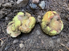 Gastroboletus vividus