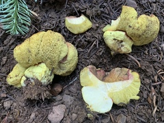 Gastroboletus vividus