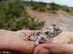 Phrynosoma coronatum