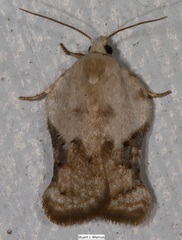 Acleris subnivana