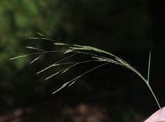 Deschampsia danthonioides