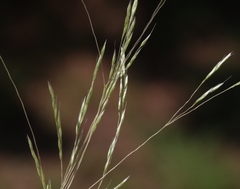 Deschampsia danthonioides