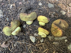Gastroboletus vividus