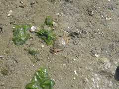 Carcinus maenas