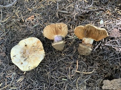 Cortinarius sannio