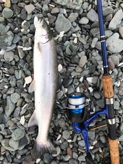 Salvelinus malma