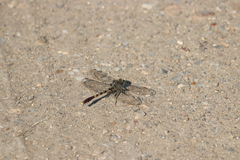 Arigomphus