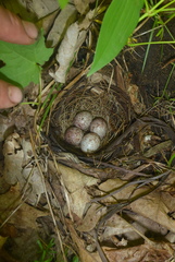 Pipilo erythrophthalmus