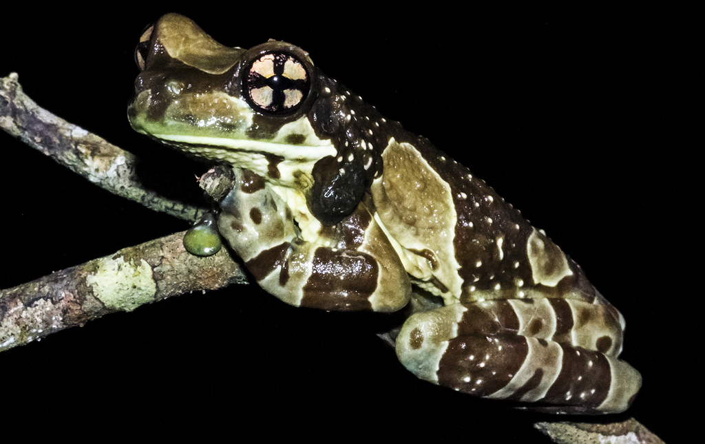 Rainette de Mission dorée (Rainette laiteuse amazonienne) (Trachycephalus resinifictrix)
