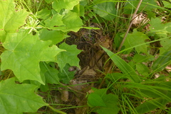 Pipilo erythrophthalmus