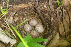 Pipilo erythrophthalmus