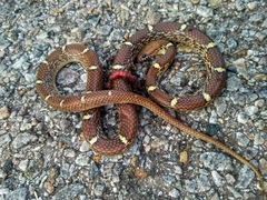 Lycodon anamallensis