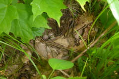 Pipilo erythrophthalmus