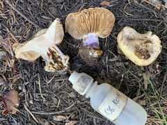 Cortinarius sannio