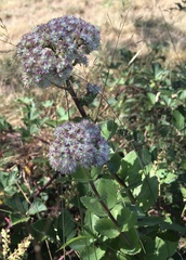 Hylotelephium maximum