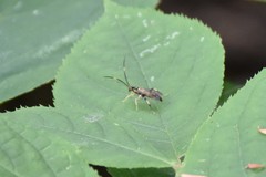 Cratichneumon paratus