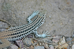 Aspidoscelis scalaris