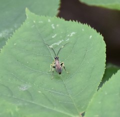 Cratichneumon paratus