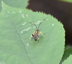 Cratichneumon paratus