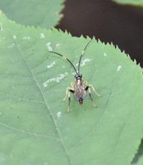 Cratichneumon paratus