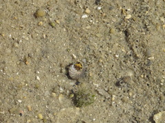 Steromphala umbilicalis