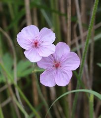 Geranium krameri
