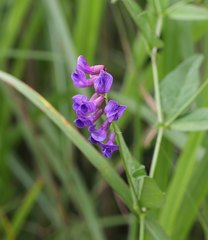 Vicia unijuga