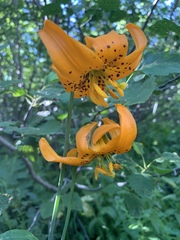 Lilium pardalinum wigginsii