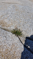 Plantago maritima juncoides