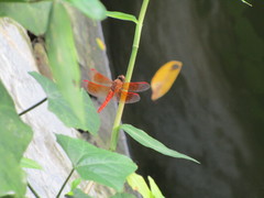 Brachythemis contaminata