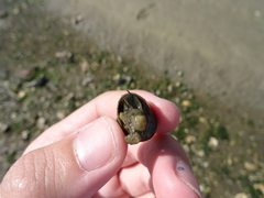 Steromphala umbilicalis