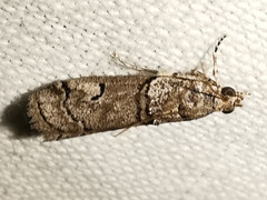 Acrobasis romanella